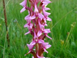 Disa rhodantha